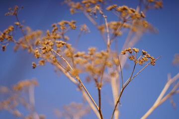 Dry autumn plant grow in blue sky background