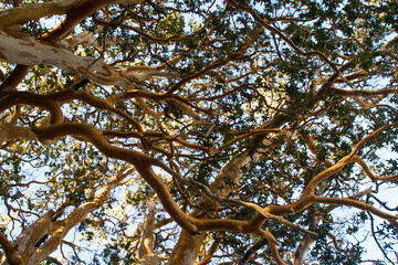 branches of a tree