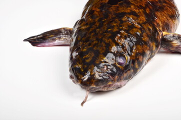 Fresh fish burbot close up, isolated on white background