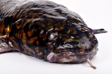 Fresh fish burbot close up, isolated on white background