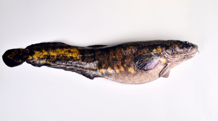 Fototapeta premium Fresh fish burbot close up, isolated on white background