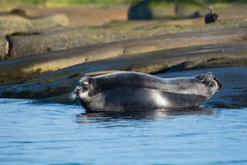 Seal in the Arctic