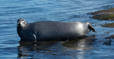 Obraz premium Seal in the Arctic