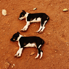 Two sleeping homeless puppies on yellow land in Sri Lanka.