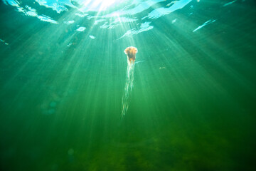 White sea underwater