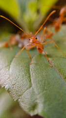 Ant on a leaf