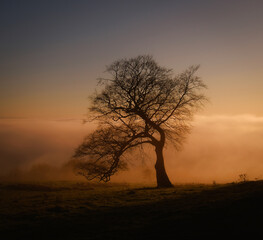 Fototapeta na wymiar Lonely tree above the clouds