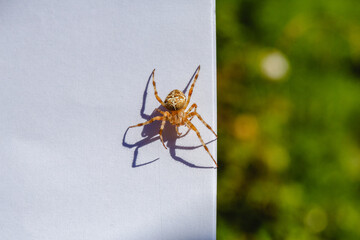 Spider cross. Wild dangerous poisonous arachnid. Arachnophobia. Fear of insects.