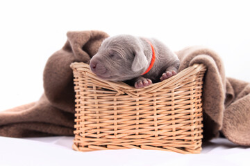Weimaraner Welpen  in Bastkörbchen 7 Tage alt