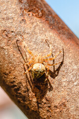 Spider cross. Wild dangerous poisonous arachnid. Arachnophobia. Fear of insects.