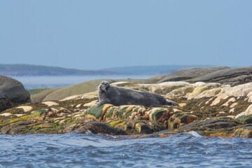 Seal in the Arctic