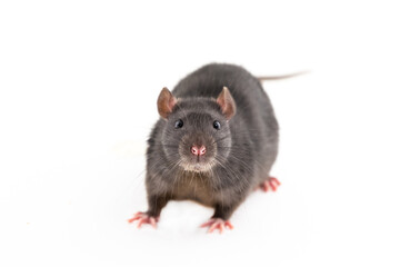 dark brown rat with big black eyes portrait of a domestic animal on an isolated background