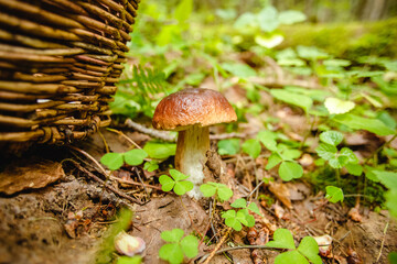 Mushrooms in the forest. Autumn outdoor recreation. Diet food