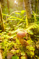 Mushrooms in the forest. Autumn outdoor recreation. Diet food