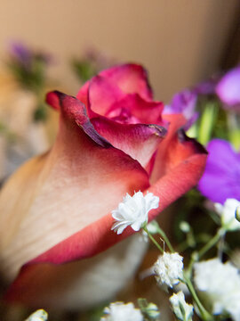 Rose and white blossom