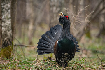 Capercaillie in the forest