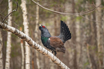 Capercaillie in the forest