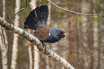 Capercaillie in the forest