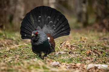 Capercaillie in the forest
