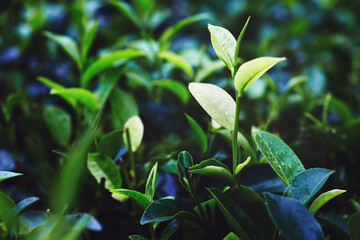 Closeup of fresh tea leaves after a tropical thunderstorm at a tea plantation. Sri Lanka.