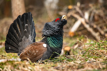 Capercaillie in the forest