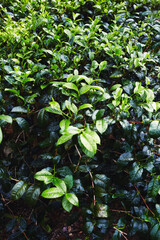 Fototapeta na wymiar Closeup of fresh tea leaves after a tropical thunderstorm at a tea plantation. Sri Lanka.