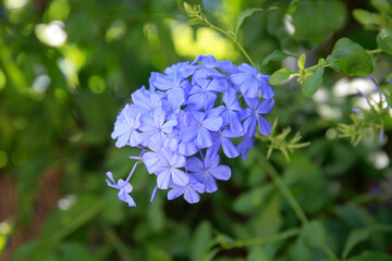 Kap-Bleiwurz (Plumbago auriculata) Pflanze mit blauen Blüten