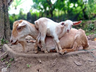 Obraz na płótnie Canvas mother goat and cubs on the ground