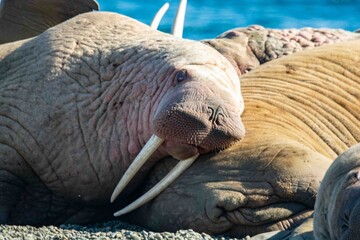 Pacific walrus on the rookery