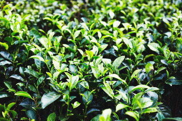 Closeup of fresh tea leaves after a tropical thunderstorm at a tea plantation. Sri Lanka.