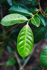 Closeup of fresh tea leaves after a tropical thunderstorm at a tea plantation. Sri Lanka.