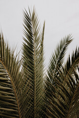 Grüne Palme und Palmwedel als Nahaufnahme 