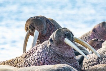 Obraz premium Pacific walrus on the rookery