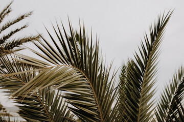 Grüne Palmwedel im Himmel als Detailaufnahme