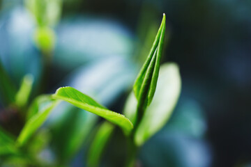 Closeup of fresh tea leaves after a tropical thunderstorm at a tea plantation. Sri Lanka.