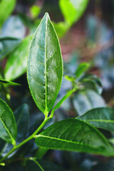 Closeup of fresh tea leaves after a tropical thunderstorm at a tea plantation. Sri Lanka.
