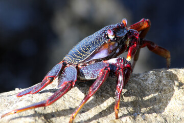 rote_Klippenkrabbe