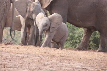 Elefanten im Addo-Nationalpark, S&uuml;dafrika