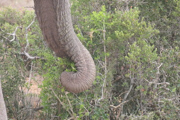 Elefanten im Addo-Nationalpark, Südafrika