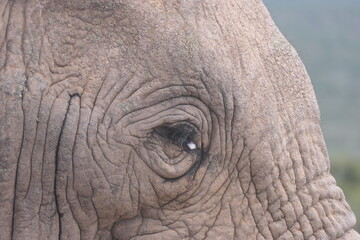 Elefanten im Addo-Nationalpark, Südafrika
