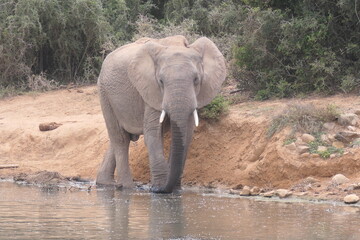 Naklejka premium Elefanten im Addo-Nationalpark, Südafrika