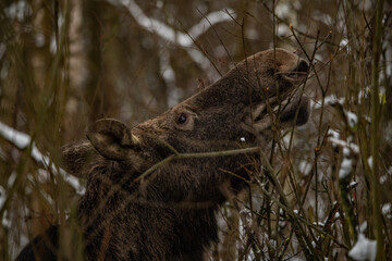 Moose in the winter forest