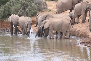 Obraz premium Elefanten im Addo-Nationalpark, Südafrika