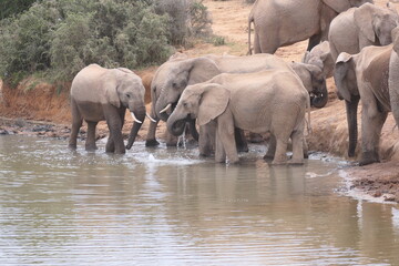 Elefanten im Addo-Nationalpark, Südafrika