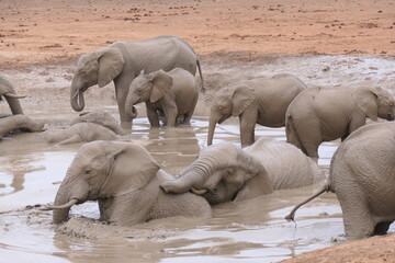 Elefanten im Addo-Nationalpark, Südafrika
