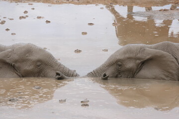 Elefanten im Addo-Nationalpark, Südafrika