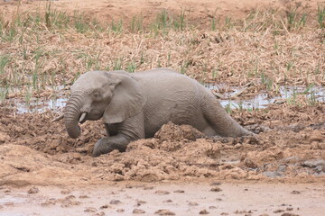 Elefanten im Addo-Nationalpark, Südafrika