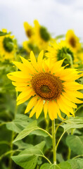 Beautiful Sunflower blooming in the field with sunshine