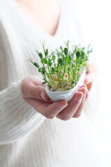 Peas microgreens in woman hands. Earth Day. Seed Germination at home. Space for text. Concept Vegan and healthy eating. Growing sprouts