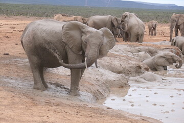 Elefanten im Addo-Nationalpark, Südafrika